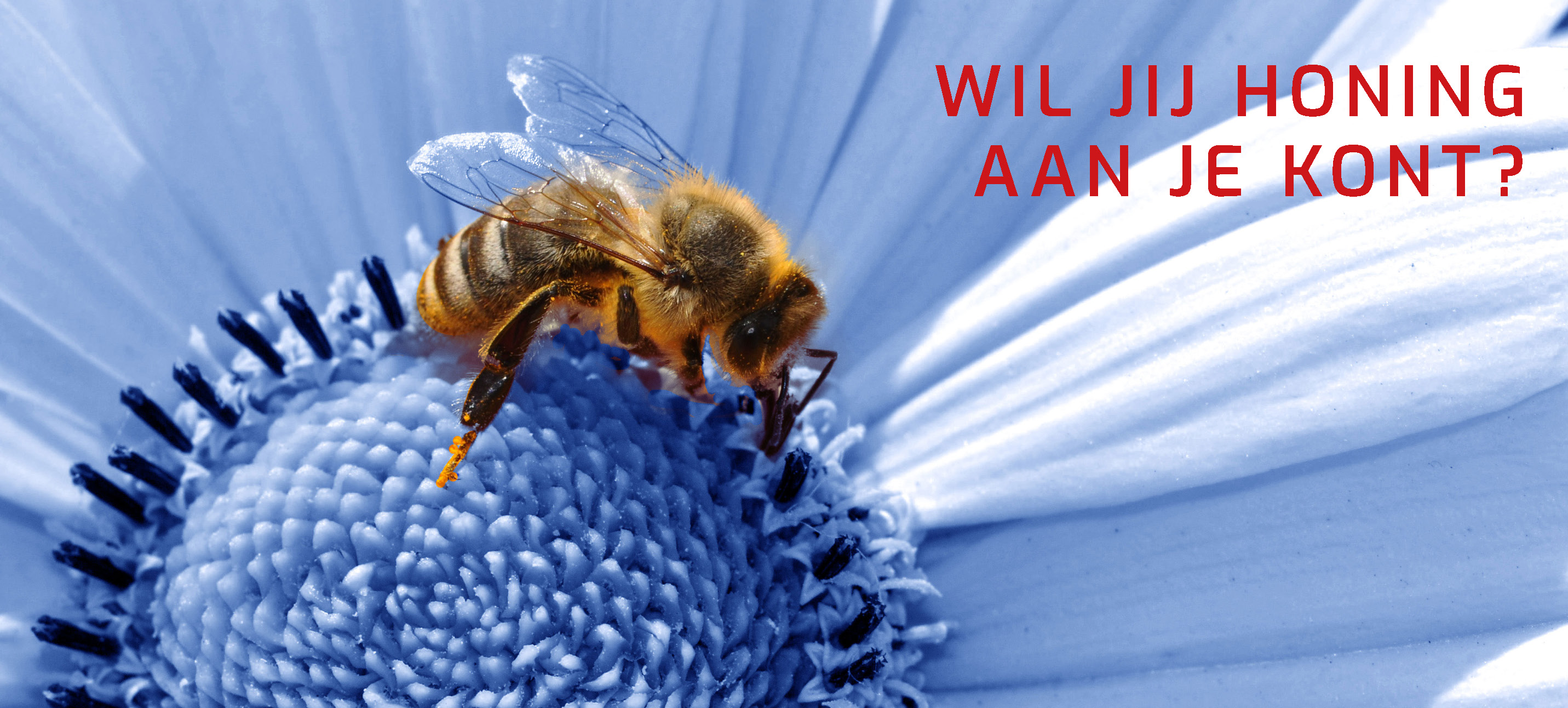 Wil jij honing aan je kont?